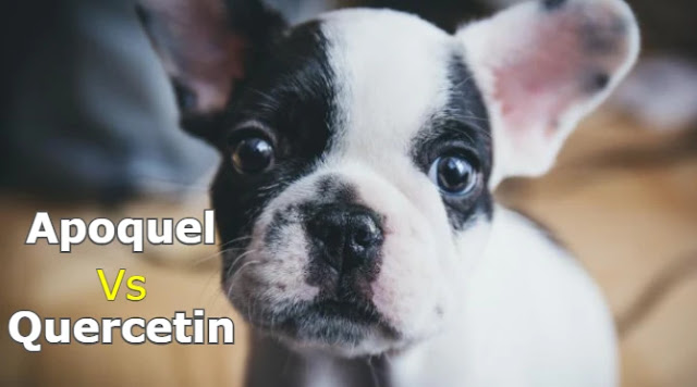 apoquel-vs-quercetin-which-one-is-better-&-safer-for-allergies-in-dogs