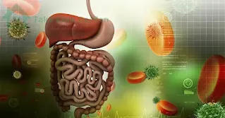 Plantas-Medicinais-para-o-Sistema-Digestivo