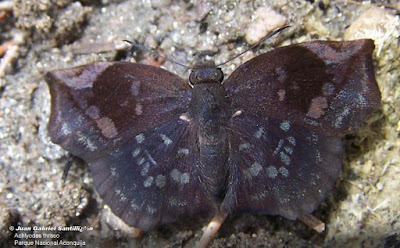 Mariposa saltarína negra (Achlyodes thraso)