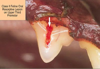 Class II Feline Oral Resorprtive Lesion (Cat Cavity) - FORL