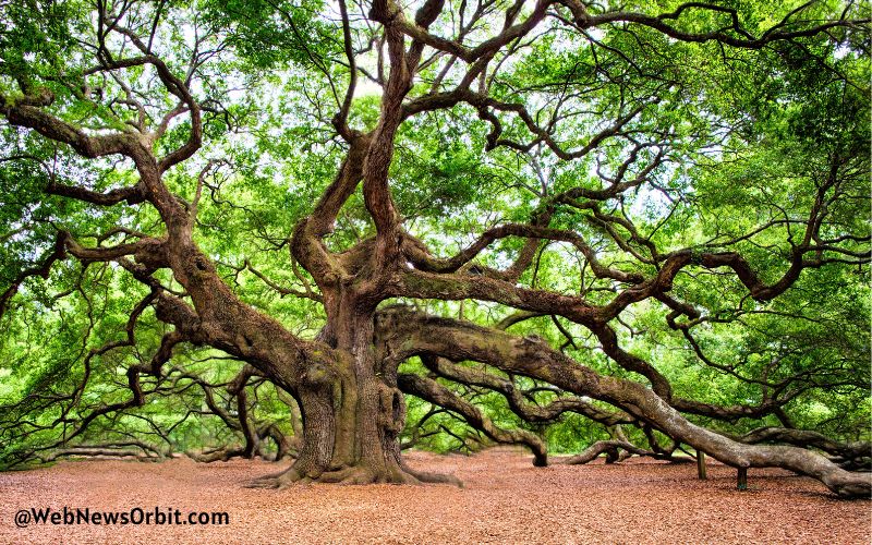 Unveiling the Secrets_ 10 Mind-Blowing Facts About the Mighty Oak Tree 2 - Web News Orbit