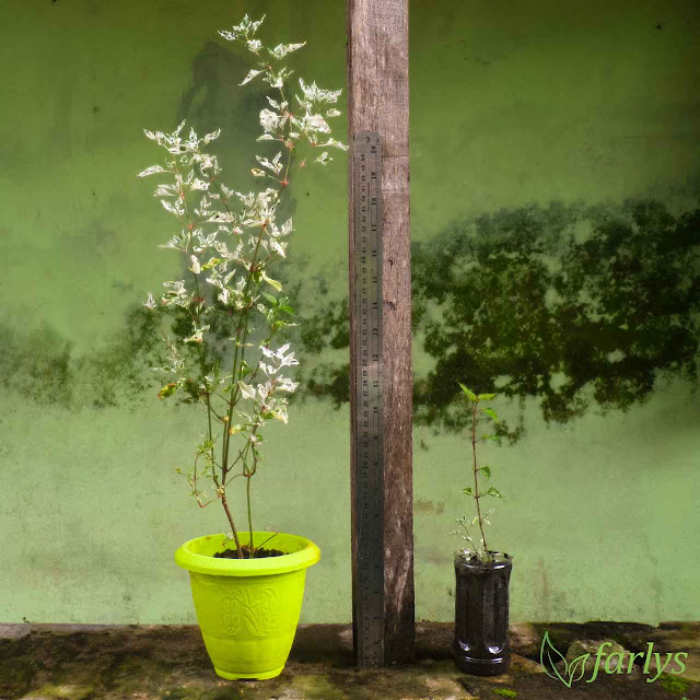 Bibit tanaman hias Krokot Salju Daun Putih Hijau D