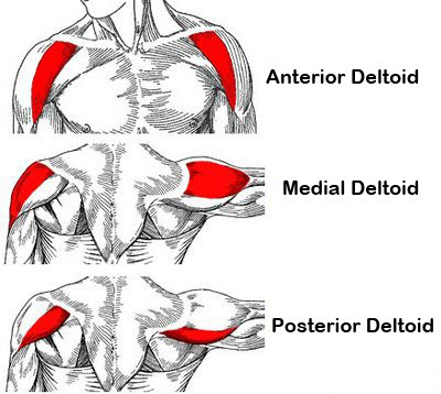 6 deltoid exercise shoulder workout for mass