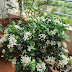  How to Grow and Care for Madhu Kamini (Orange Jessamine) in an Indoor Pot