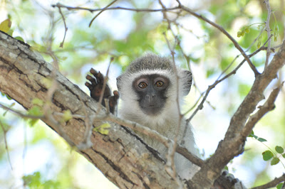 vervet monkey