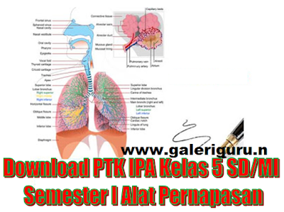 Download PTK IPA Kelas 5 SD/MI Semester I Alat Pernapasan