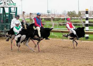 Ostrich Racing Jockey
