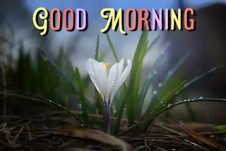 Good morning images HD