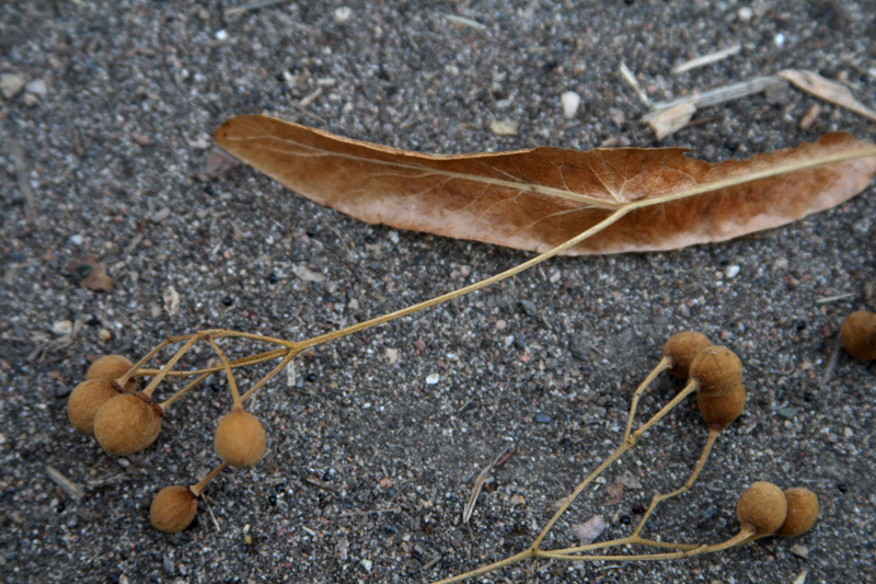 Липа маньчжурская (Tilia mandshurica)