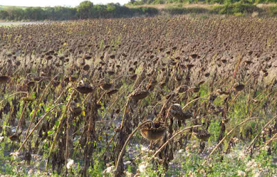 Sunflowers just before harvesting