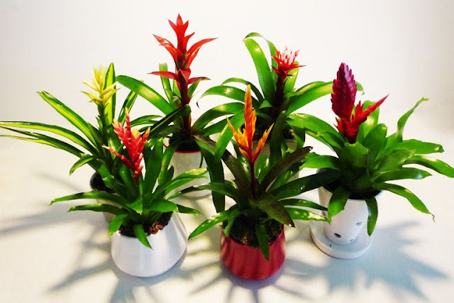 Bromelias plantas interior hogar oficina