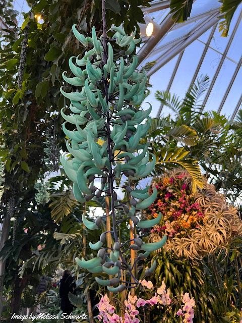 Blue slipper-like orchids cascade from the ceiling in a Chicago Botanic Garden Greenhouse.