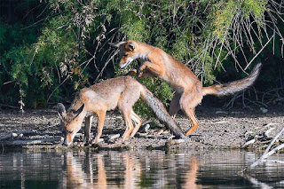 zorro-rojo-vulpes-vulpes-juveniles-jugando-