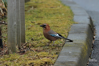 ミヤマカケス　≪Eurasian Jay≫