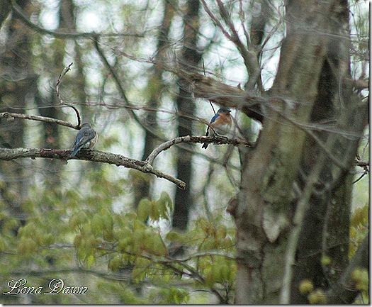Bluebird_Pair
