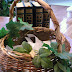 Your Saint for 2011 ~ An Inspiring Companion