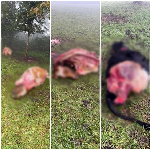Nuevo caso de abigeato en las cercanías de Osorno