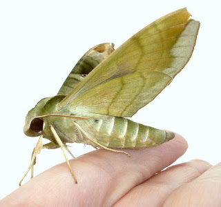 Moth photo