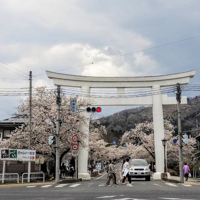 長瀞　宝登山神社　参道　桜