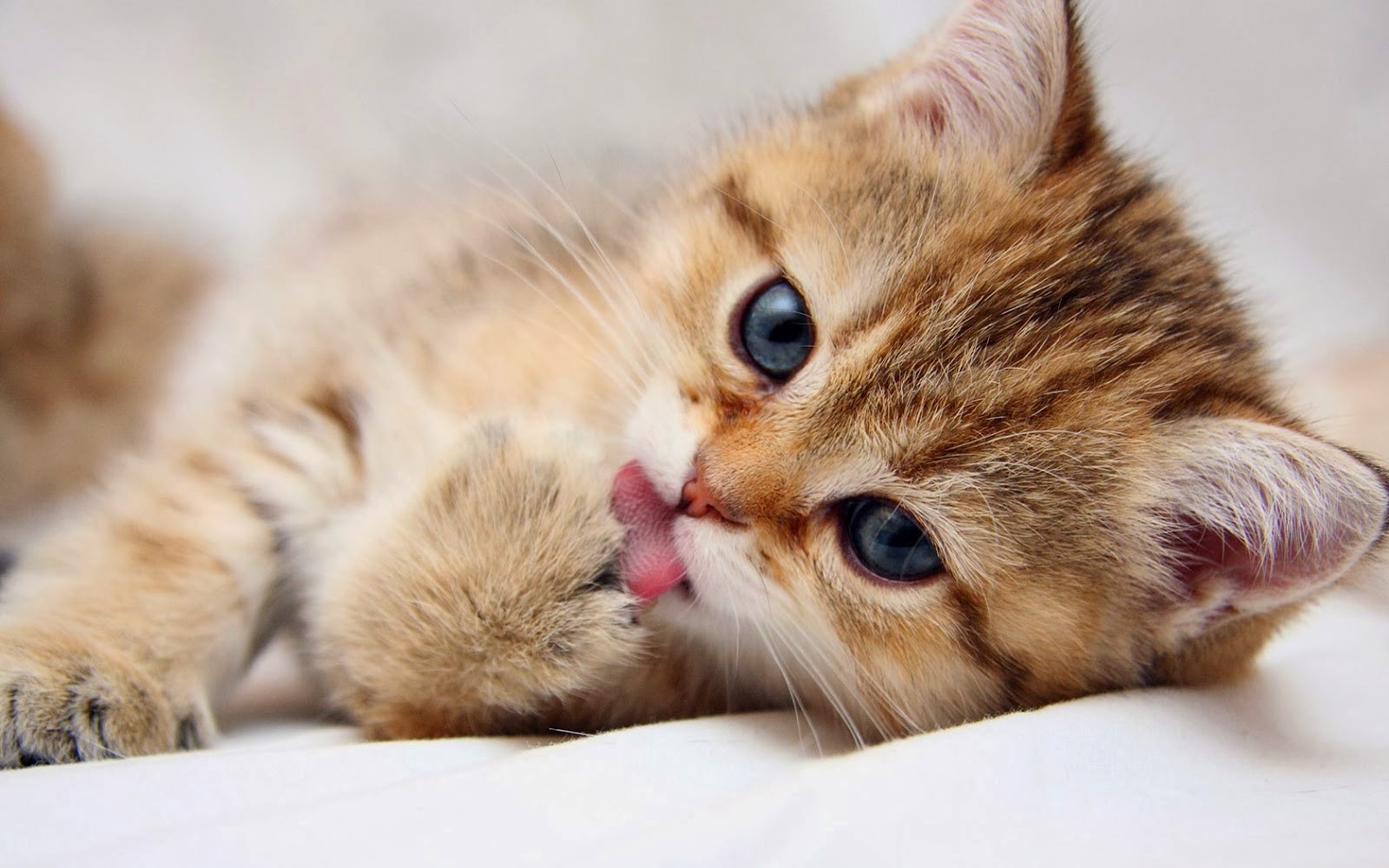 Koleksi Gambar Kucing Lucu Terbaru Dan Terkini Dunia Remaja