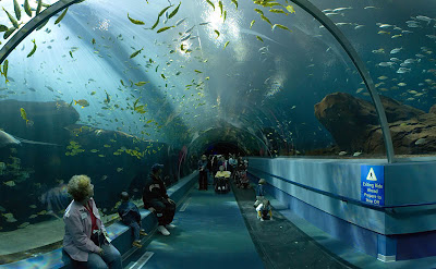 Georgia Aquarium Seen On www.coolpicturegallery.us