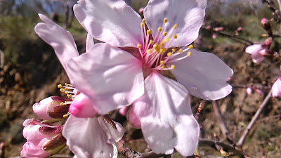 flores de almendro