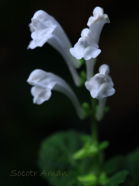 Scutellaria brachyspica