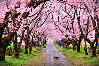 motivasi ke jepang dan hidup kerja keras dengan suasana bunga sakura