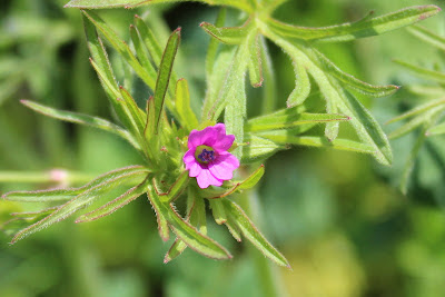 Slipbladige Ooievaarsbek - Smelle Earrebarrebek - Geranium dissectum