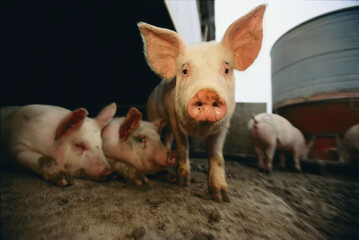 Surto de sapovírus foi detectado em porcos no Canadá