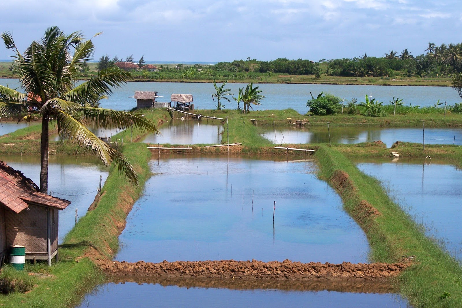 Tempat Wisata Bahari di Yogyakarta Pantai Congot Yoshiewafa