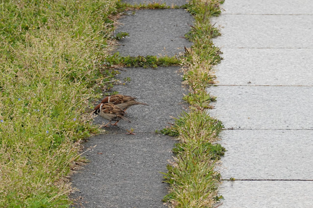 鳥取県境港市竹内団地 夢みなと公園