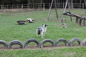 Patas 49 (12_1) (2)