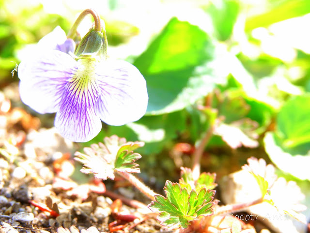 Viola sororia