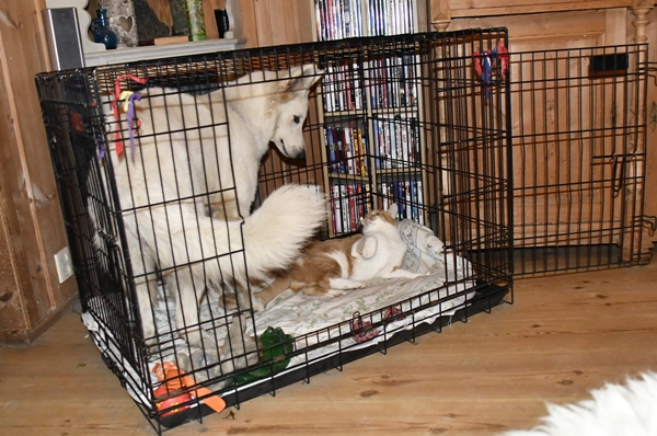 pus katt kattepus pusekatt