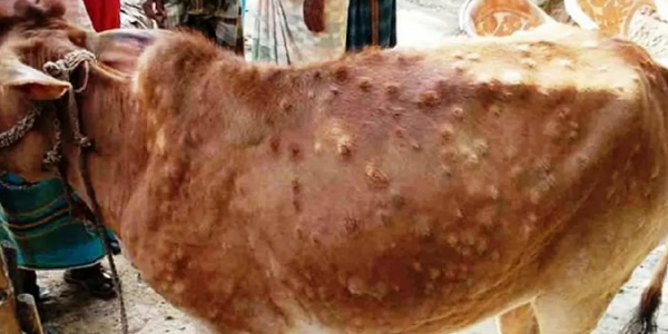 पंजाब में बढ़ा लंपी का प्रकोप, लुधियाना में 634 पशुओं की मौत, टीकाकरण भी पड़ा धीमा