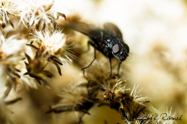 Diptère, mouche, insecte