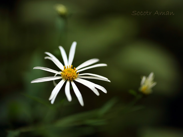 Aster iinumae