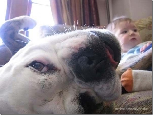1 - niños con perros misimagenesdivertidas  (3)