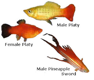 Male and female Platy, pineapple sword