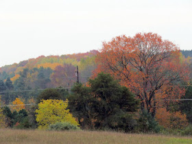 autumn color