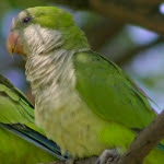 Parakeets Quaker