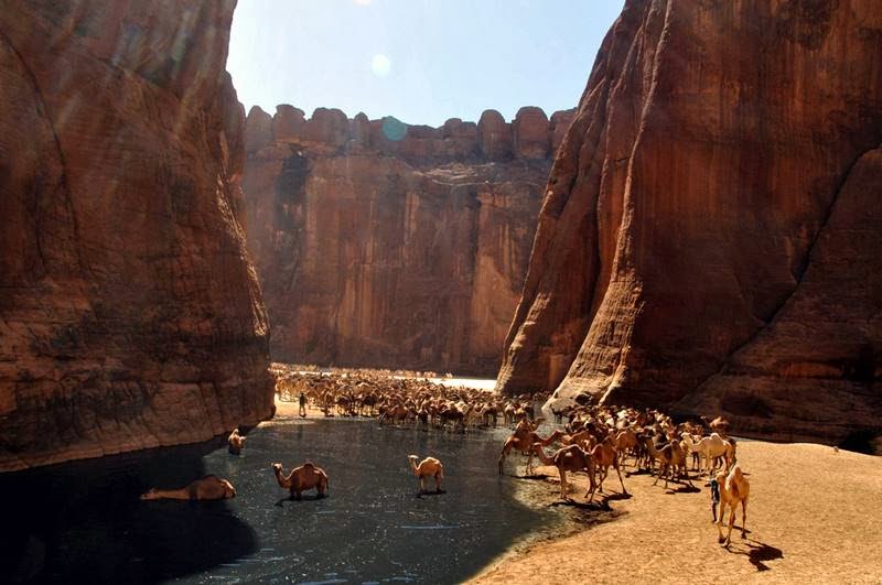 The Guelta d'Archei is probably the most famous guelta in the Sahara. It is located in the Ennedi Plateau, in north-eastern Chad, south-east of the town of Fada. The Guelta d'Archei is inhabited by several kinds of animals, most notably the Nile crocodile