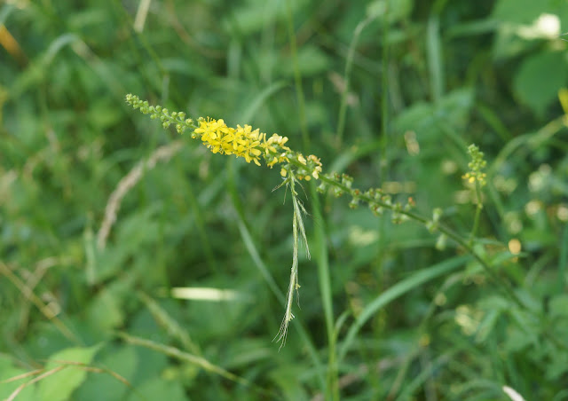 Norfolk countryside in July