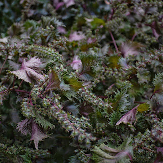 Zwarte netel, Perilla frutescens, Koreaanse perilla, perilla, shiso