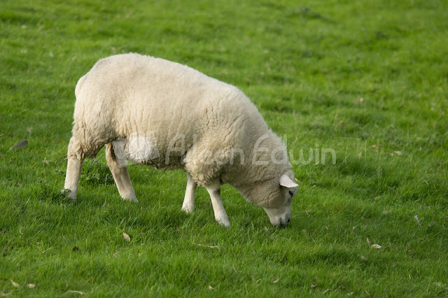 A sheep grazing in a field