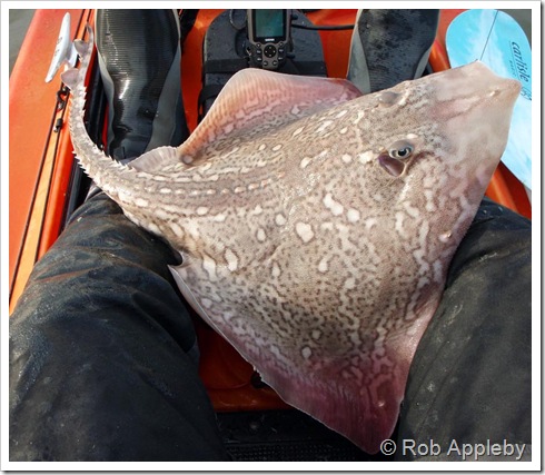 Thornback Ray        