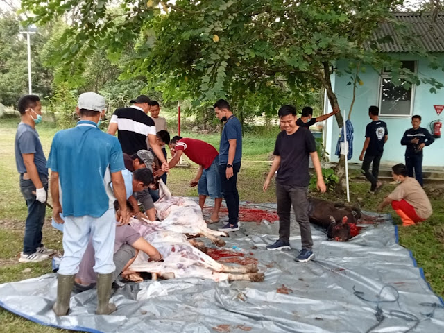 Kurban Tiga Ekor Sapi oleh PT Bukit Asam Medika di Lingkungan RS Bukit Asam
