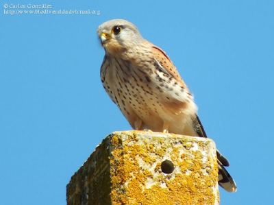 http://www.biodiversidadvirtual.org/aves/Falco-tinnunculus-img56913.html