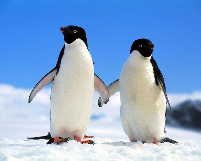 Pinguin Wallpapers HD